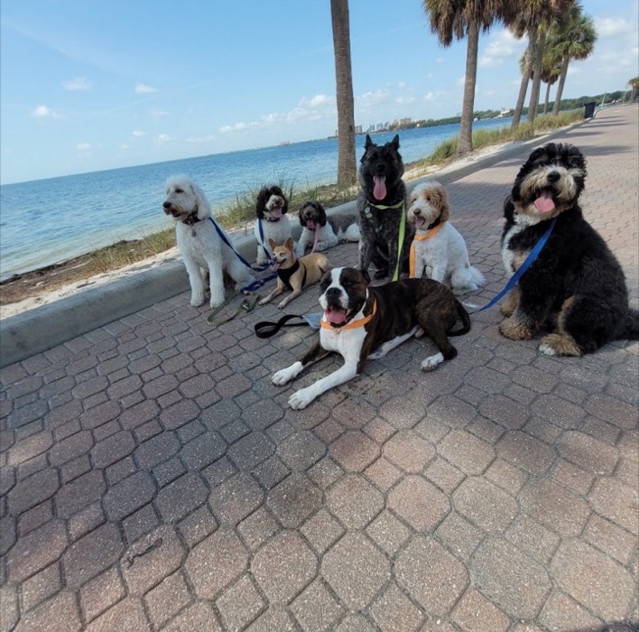Seven dogs sitting and lying on a paved beachfront path, with palm trees and calm bay water behind them
