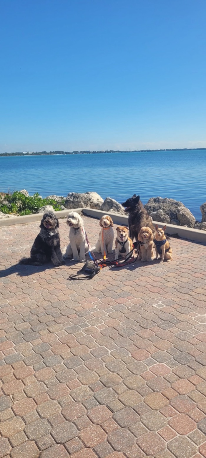 Seven dogs sitting together on a paved overlook above turquoise bay water