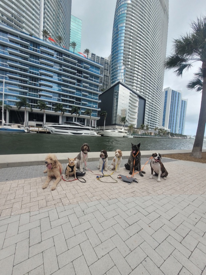Seven dogs sitting in a line on a waterfront walkway with high-rise towers behind them