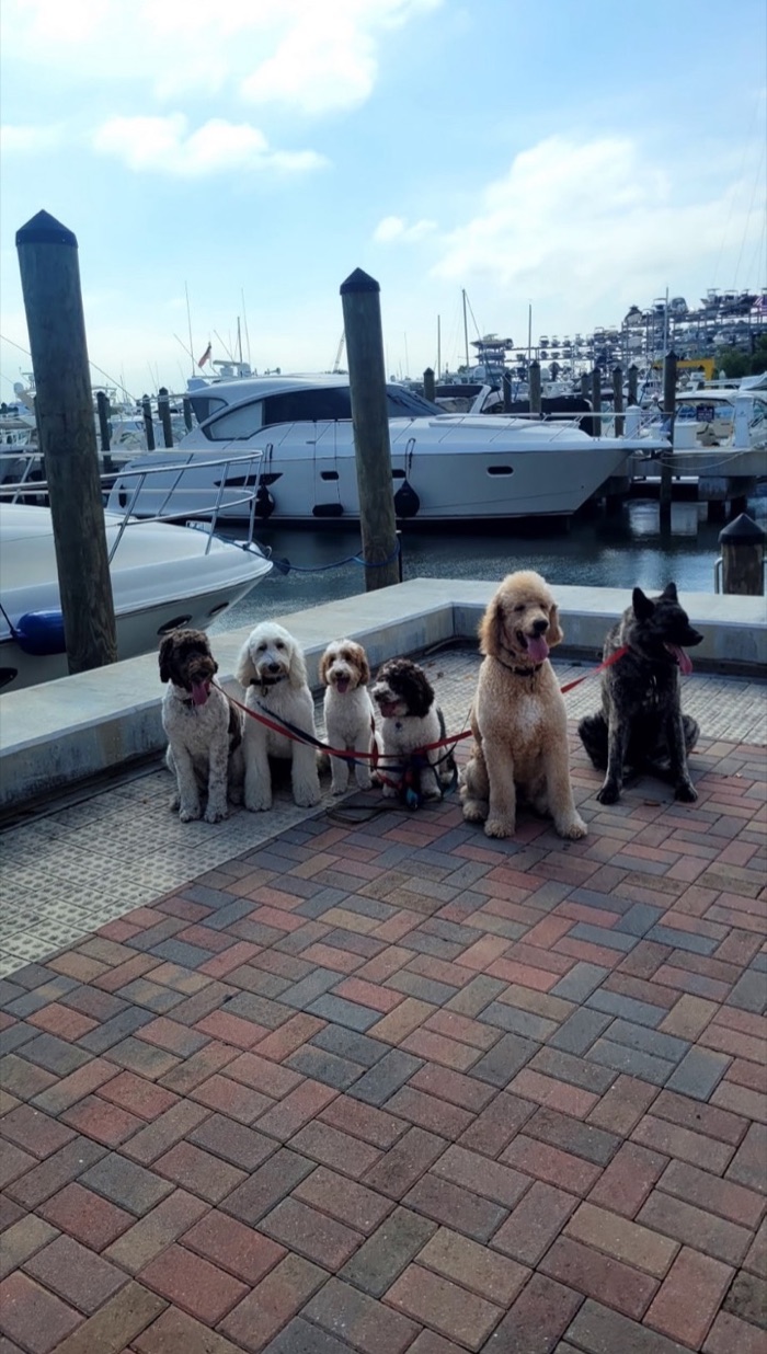 Six dogs sitting in a line on a marina dock with yachts moored in the water behind them