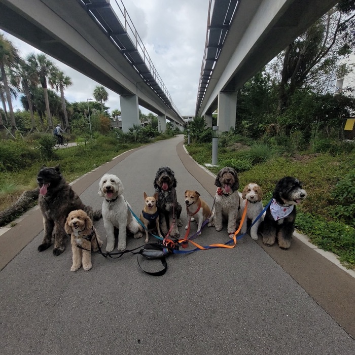 Nine dogs holding a sit-stay on a paved trail beneath an elevated Metrorail guideway