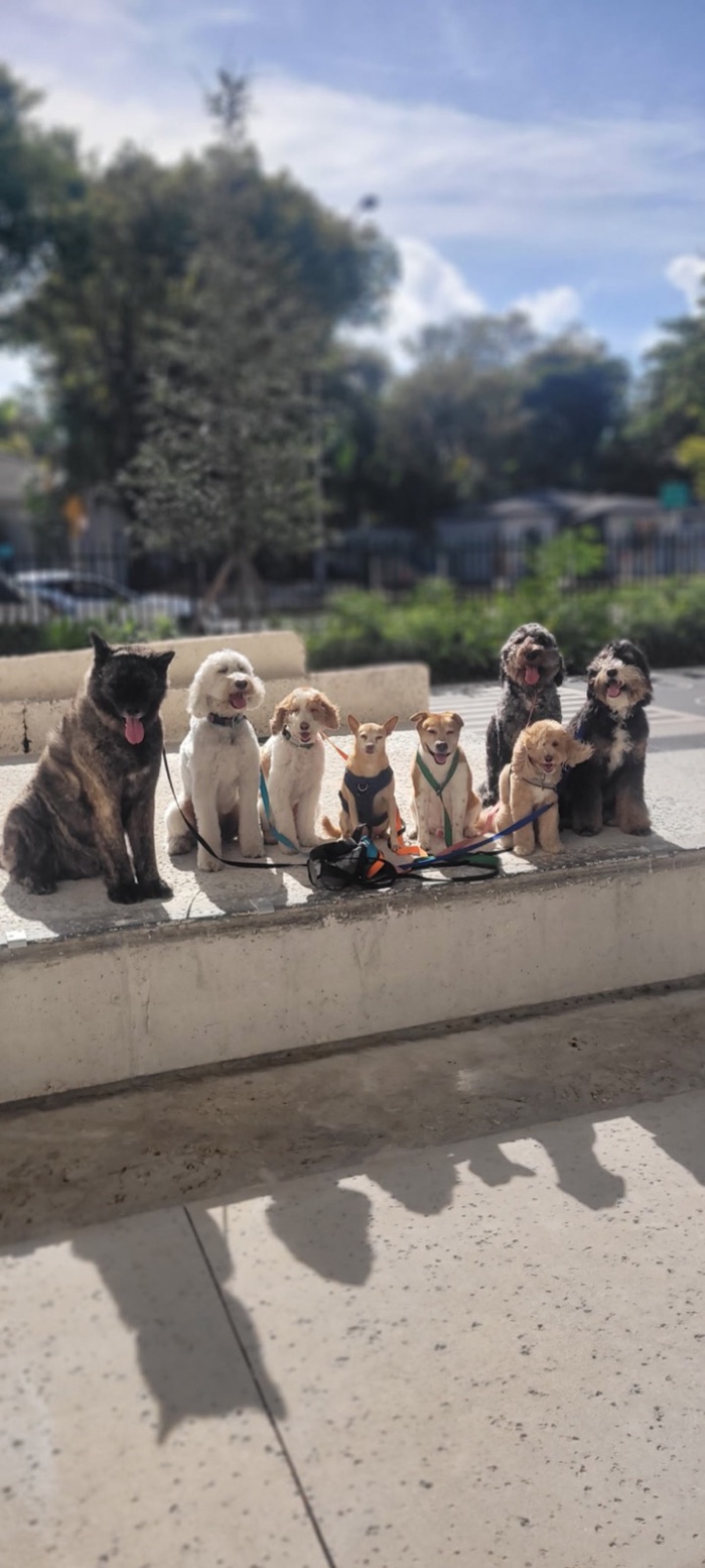 Nine dogs holding a sit-stay in a row along a low concrete ledge