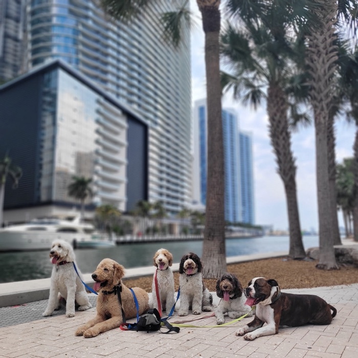 Eight dogs sitting and lying calmly under tall palm trees beside the bay, city towers in the background