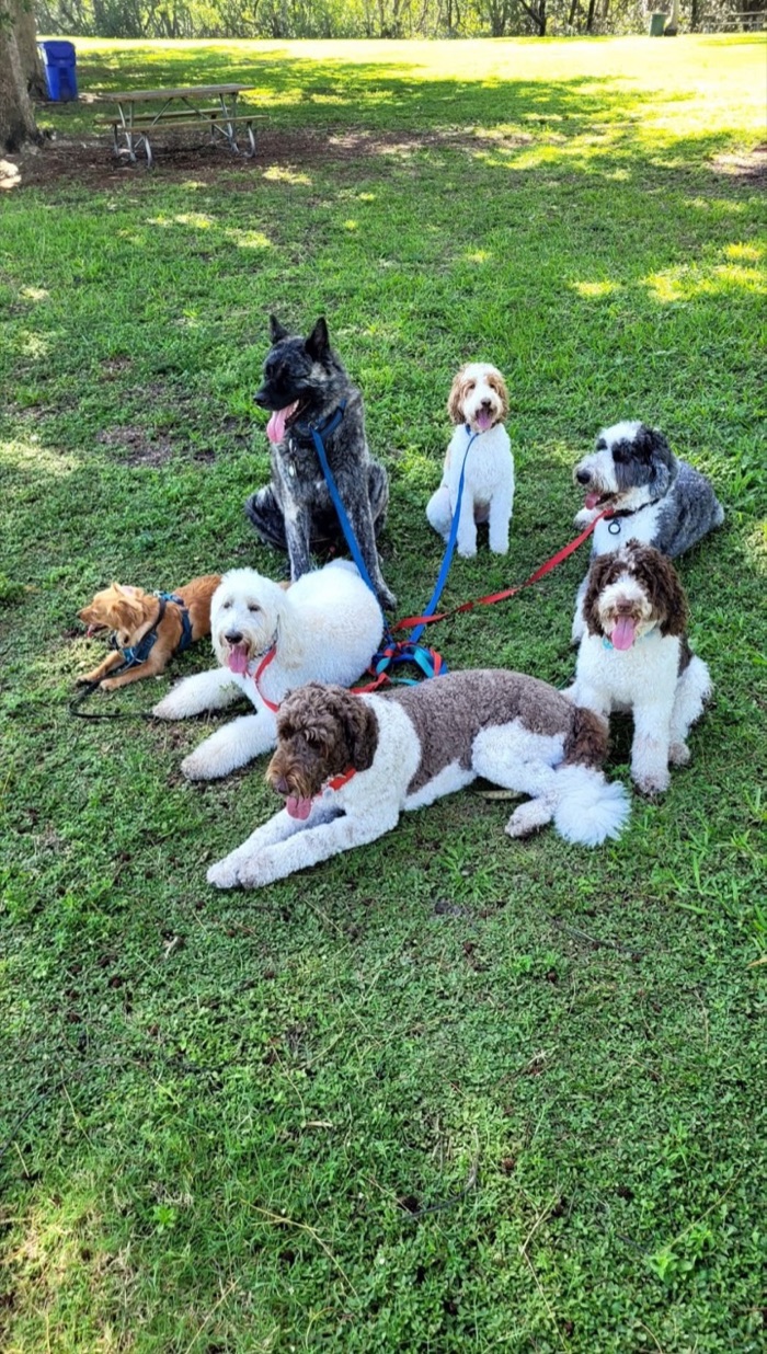 Six dogs resting together on green grass in a shaded park