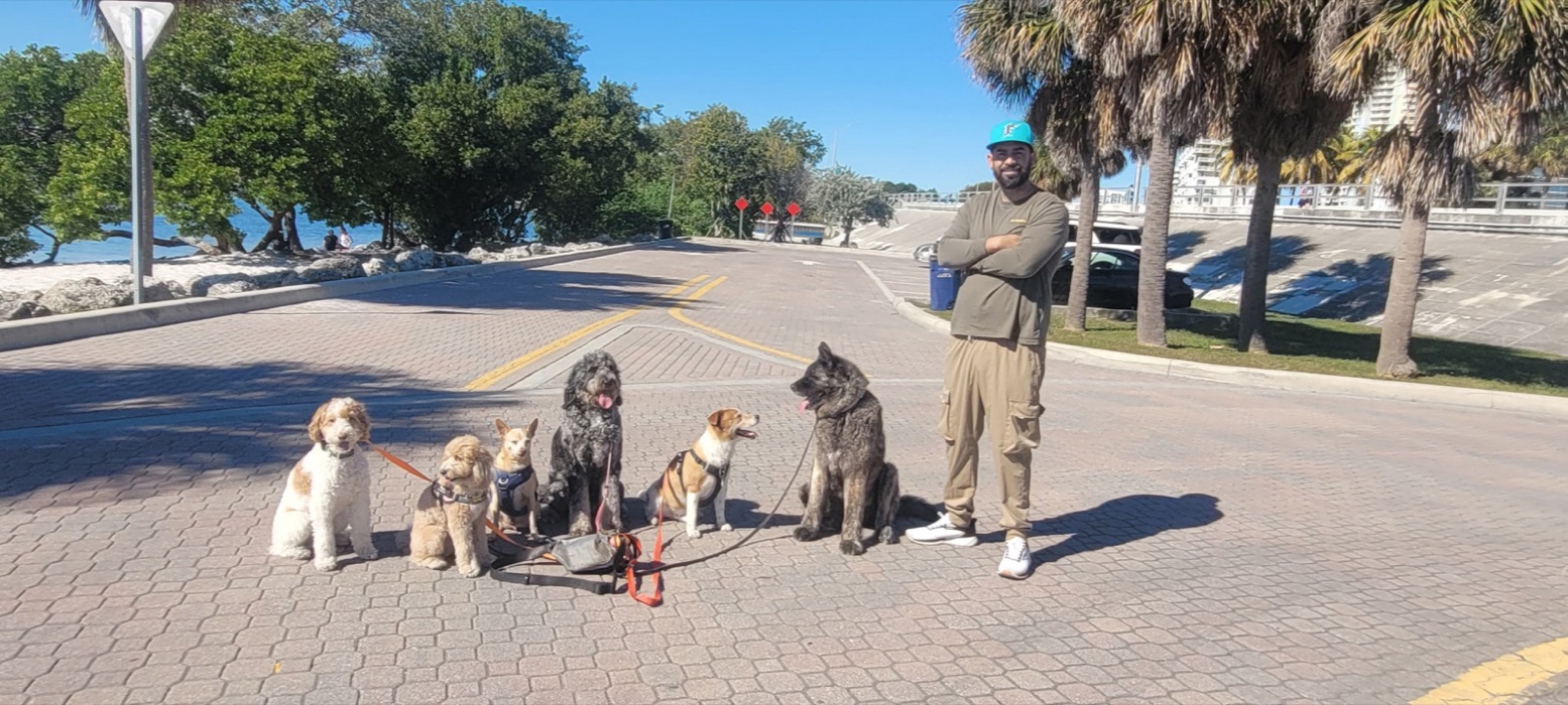 Six dogs sitting calmly in a line beside their walker on a palm-lined causeway