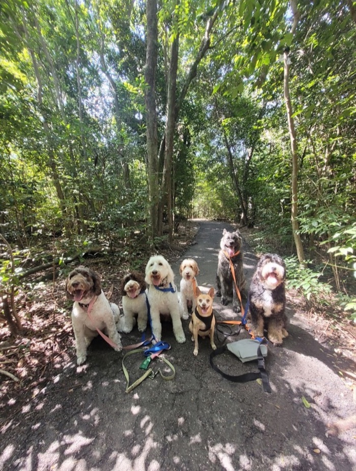 Seven dogs sitting in a row on a shaded wooded trail surrounded by dense green trees
